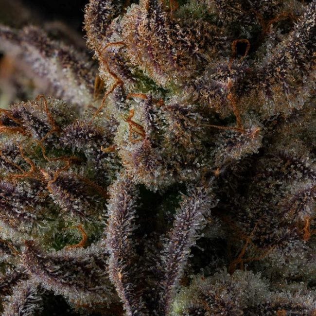 Purple Preserves Feminized Seeds-COM-PUPR-FEM
