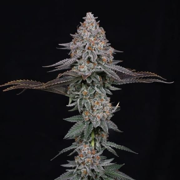 Pink Certz Feminized Seeds-COM-PICE-FEM