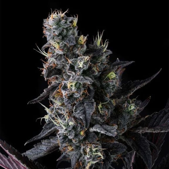 Giggin' Grapes Feminized Seeds-COM-GIGR-FEM