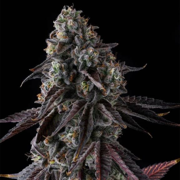 Fruit Riot Feminized Seeds-COM-FRRI-FEM