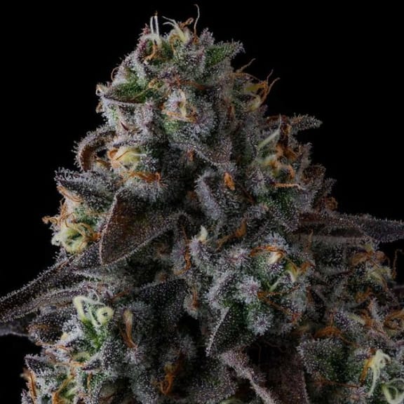 Fruit Riot Feminized Seeds-COM-FRRI-FEM