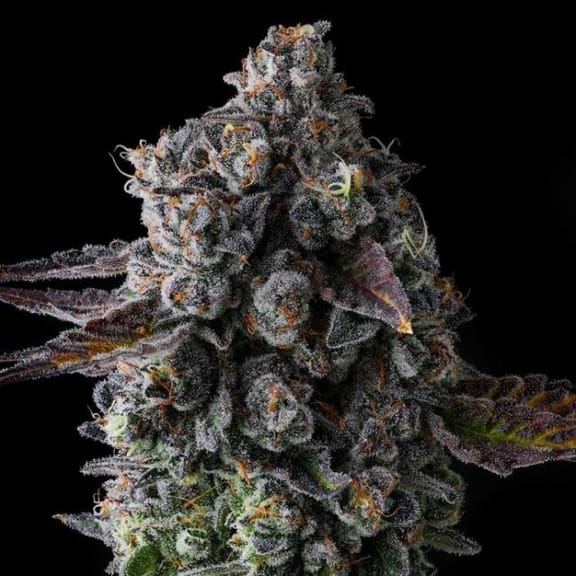 Crystal Chalice Feminized Seeds-COM-CRCH-FEM