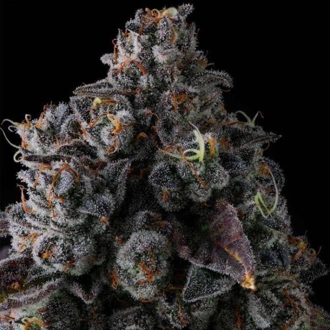 Crystal Chalice Feminized Seeds-COM-CRCH-FEM