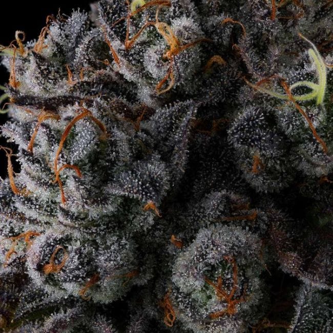 Crystal Chalice Feminized Seeds-COM-CRCH-FEM