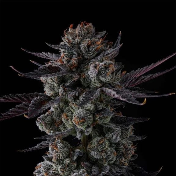 Any Day Feminized Seeds-COM-ANDA-FEM