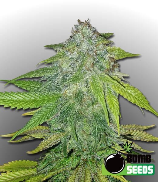 Ghost Train Bomb Feminised Seeds-BOMB-GHTB-FEM