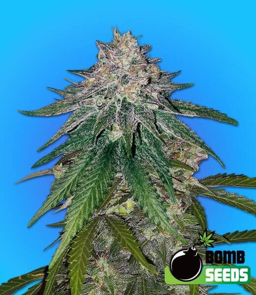 Zkittlez Gum Bomb Feminised Seeds-BOMB-ZKGB-FEM