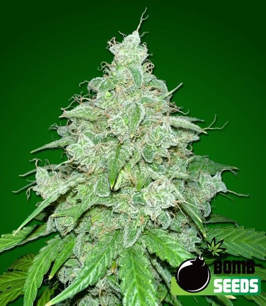 THC Fritters Auto Feminised Seeds-BOMB-THFR-AUTO-FEM
