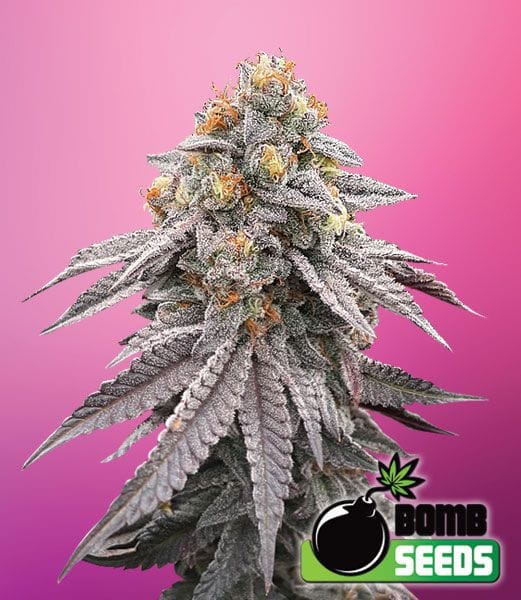 Runtz Bomb Feminised Seeds-BOMB-RBOM-FEM