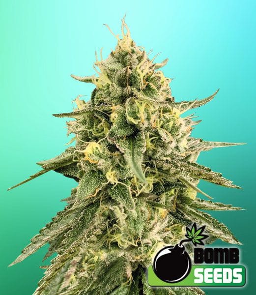 Monkey Bomb Feminised Seeds-BOMB-MBOM-FEM