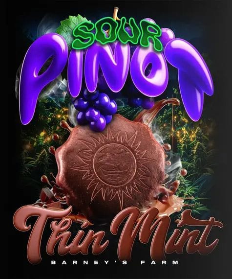 Thin Mint x Sour Pinot Auto Feminised Seeds-BFS-TMSP-AUTO-FEM