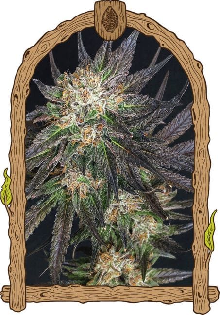 Georgia Cream Feminised Seeds-EXO-GECR-FEM