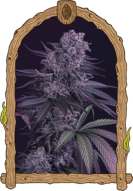 Quick Black Lemon Feminised Seeds-EXO-QUBL-FEM