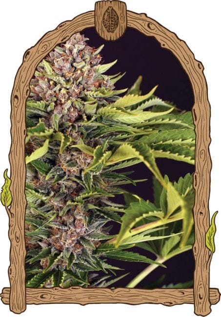 ZZZ Auto Feminised Seeds-EXO-ZZZ-AUTO-FEM