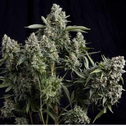 Tutankhamon Feminised Seeds-PYR-TUT-FEM