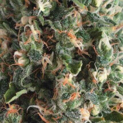 Super OG Kush Auto Feminised Seeds-PYR-SOG-AUTO-FEM
