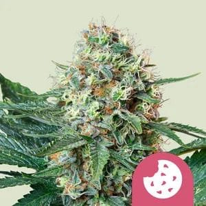 Royal Cookies Feminised Seeds-RQS-RCOK-Fem