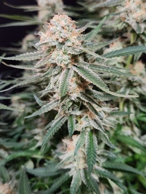 Chill Out OG F4 Regular Seeds-MGI-CHOGF4-REG