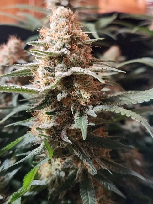 Chill Out OG F4 Regular Seeds-MGI-CHOGF4-REG