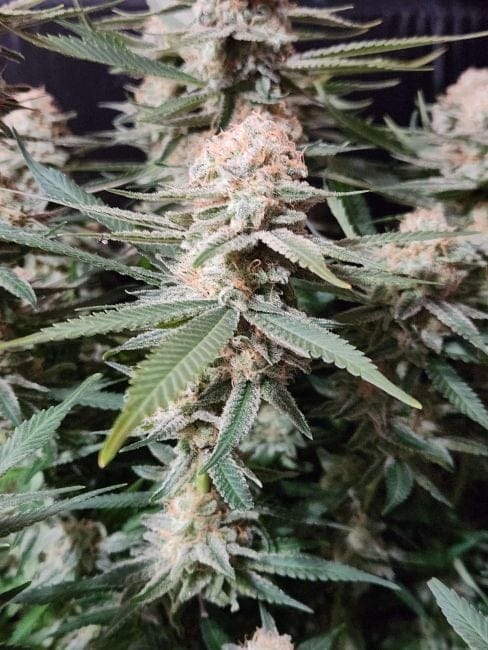 Chill Out OG F4 Regular Seeds-MGI-CHOGF4-REG