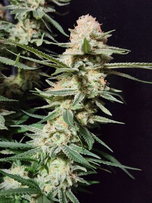 Chill Out OG F4 Regular Seeds-MGI-CHOGF4-REG