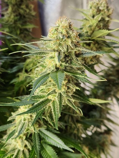 Chill Out OG F4 Regular Seeds-MGI-CHOGF4-REG