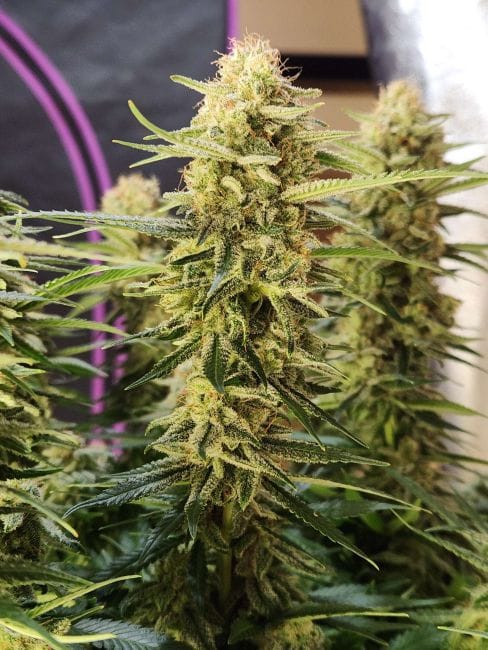 Chill Out OG F4 Regular Seeds-MGI-CHOGF4-REG