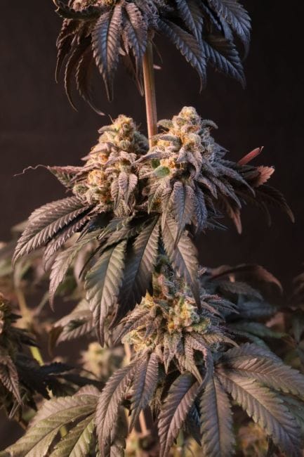 Papayaton Feminised Seeds-FB-PAPA-FEM