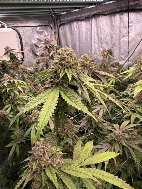 Biscotti Gelato Feminised Seeds-FB-BIGE-FEM
