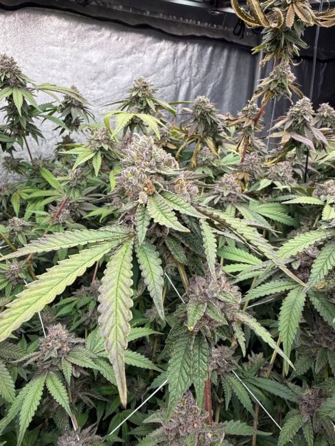 Biscotti Gelato Feminised Seeds-FB-BIGE-FEM