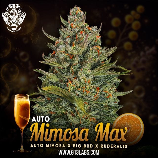 Mimosa Max Auto Feminized Seeds-G13L-MIMA-AUTO-FEM