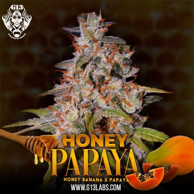 Honey Papaya Feminized Seeds-G13L-HOPA-FEM