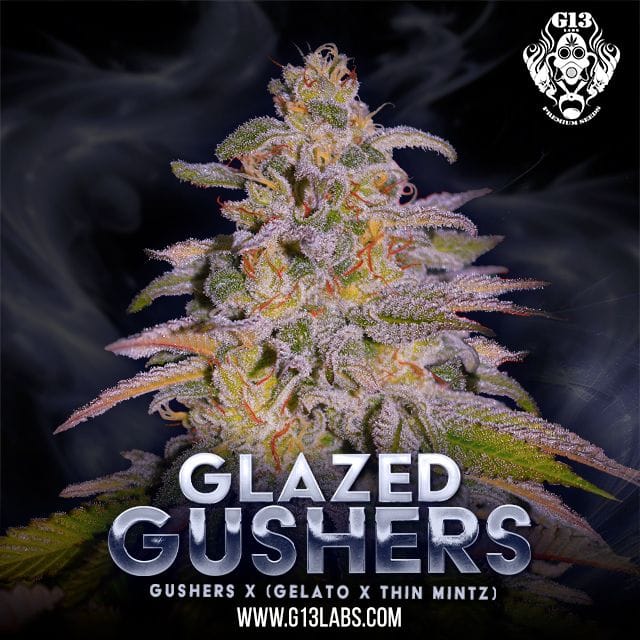 Glazed Gushers Feminised Seeds-G13L-GLGU-FEM