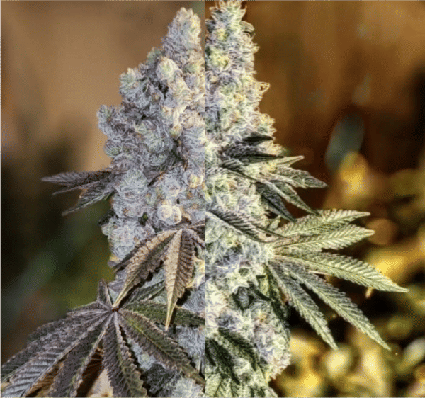 Gen 1 Duet Mix Pack Fast Feminised Seeds-ETHO-GE1D-FAST-FEM