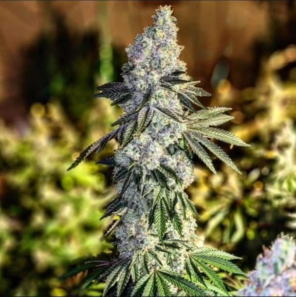 Gen 1 Duet Mix Pack Fast Feminised Seeds-ETHO-GE1D-FAST-FEM