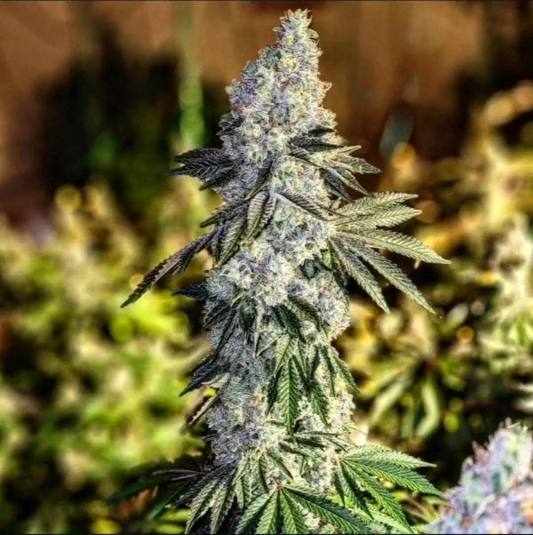 Gen 1 Duet Mix Pack Fast Feminised Seeds-ETHO-GE1D-FAST-FEM