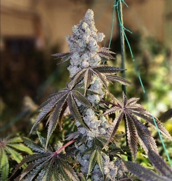 Gen 1 Duet Mix Pack Fast Feminised Seeds-ETHO-GE1D-FAST-FEM