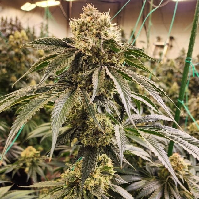 Dirty Banana Gen 1 Fast Feminised Seeds-ETHO-DBG1-FAST-FEM