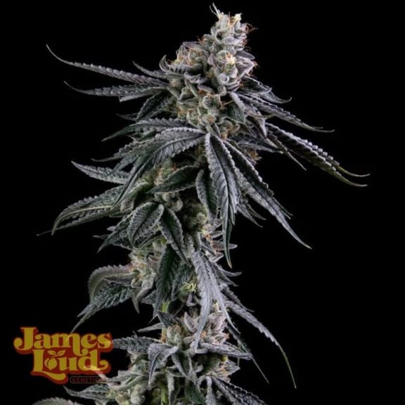 Zuckerbombe Feminised Seeds-JLG-ZUCK-FEM