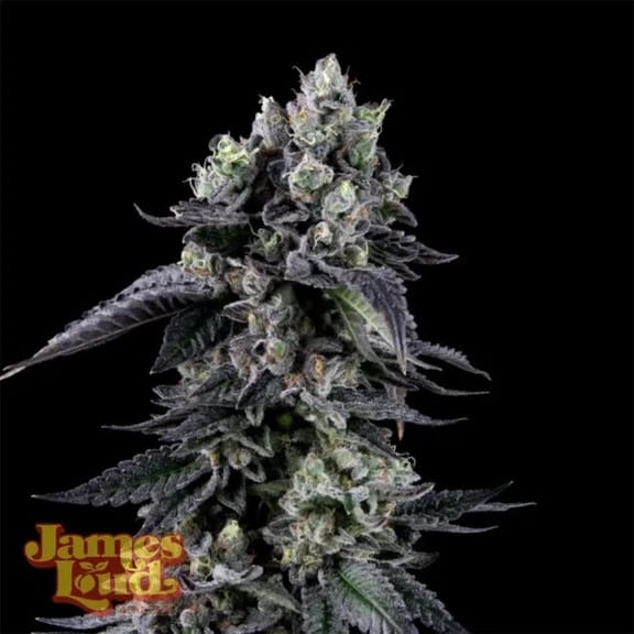 Triangle Lemon Cherry Feminisiert-JLG-TLCH-FEM