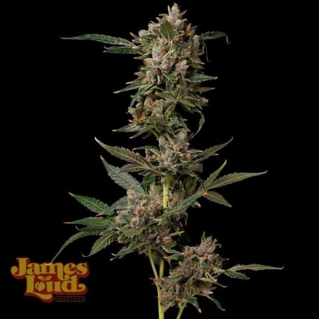 Petrol Pop Feminized Seeds-JLG-PEPO-FEM