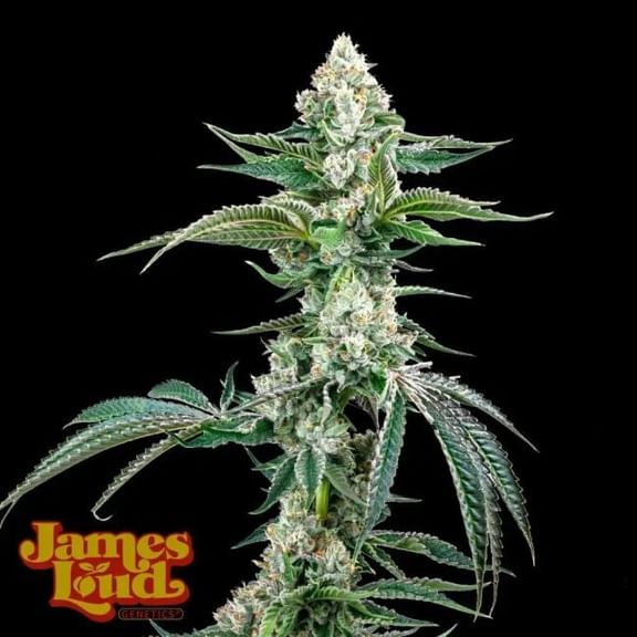 OG Kush F4 IBL Auto Feminised Seeds-JLG-OGKF4IBL-AUTO-FEM
