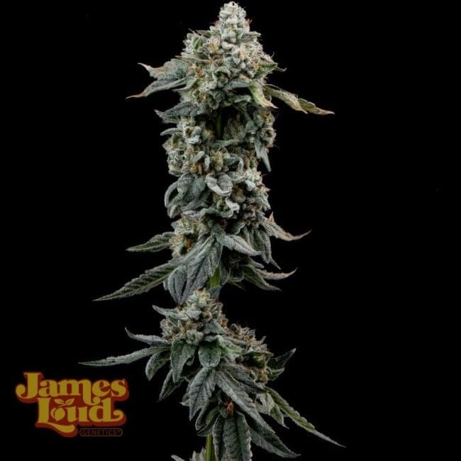Heavy Z Feminized Seeds-JLG-HEAZ-FEM