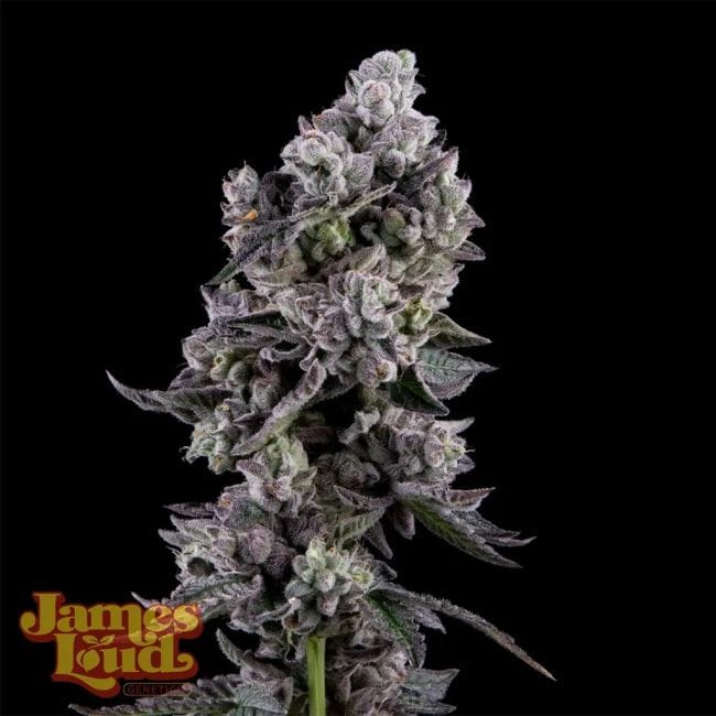 Havana Bandana Regular Seeds-JLG-HABA-REG