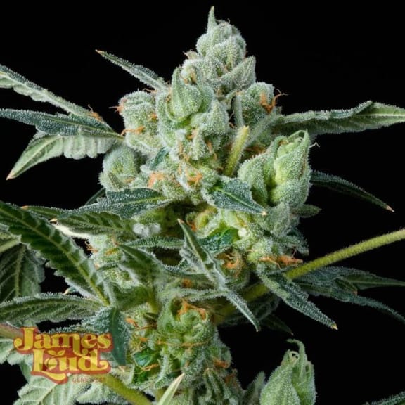 Haight Street Haze Feminisiert Saatgut-JLG-HASH-FEM
