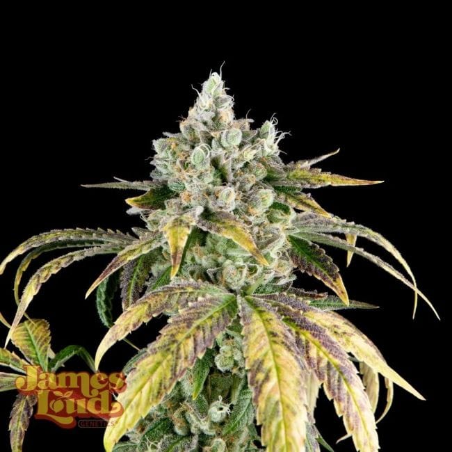 Gorilla Cookies OG Auto феминизирани семена-JLG-GCOG-AUTO-FEM