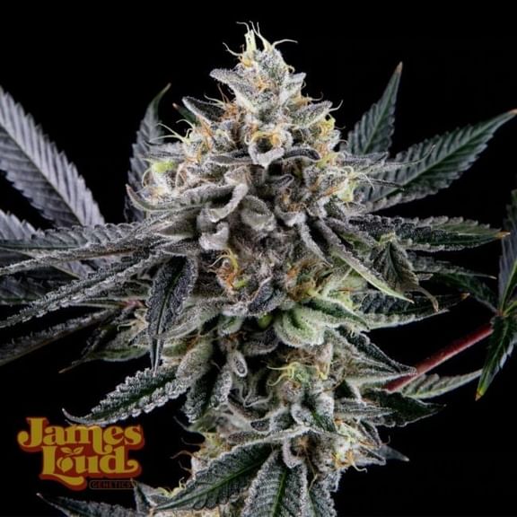 Frosted Biscotti Auto Feminised Seeds-JLG-FRBI-AUTO-FEM