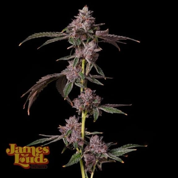 Foam Party Feminised Seeds-JLG-FOPA-FEM