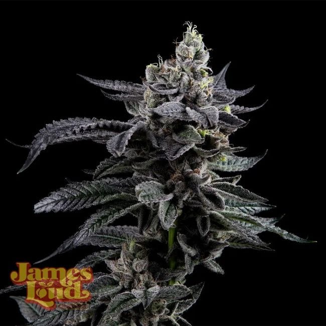 Feel The Rainbow Feminised Seeds-JLG-FETR-FEM