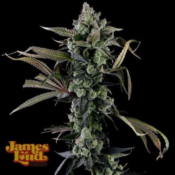 Candy Island Feminised Seeds-JLG-CAIS-FEM